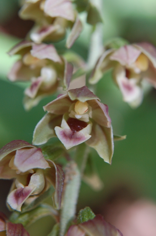 E. helleborine